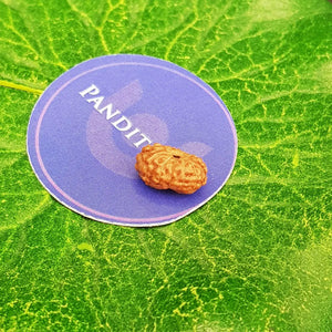 11 Mukhi Indonesia Rudraksha