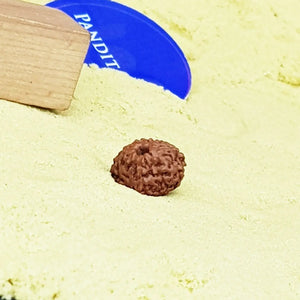 11 Mukhi Indonesia Rudraksha
