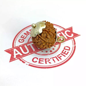 11 Faced Rudraksha – Nepal