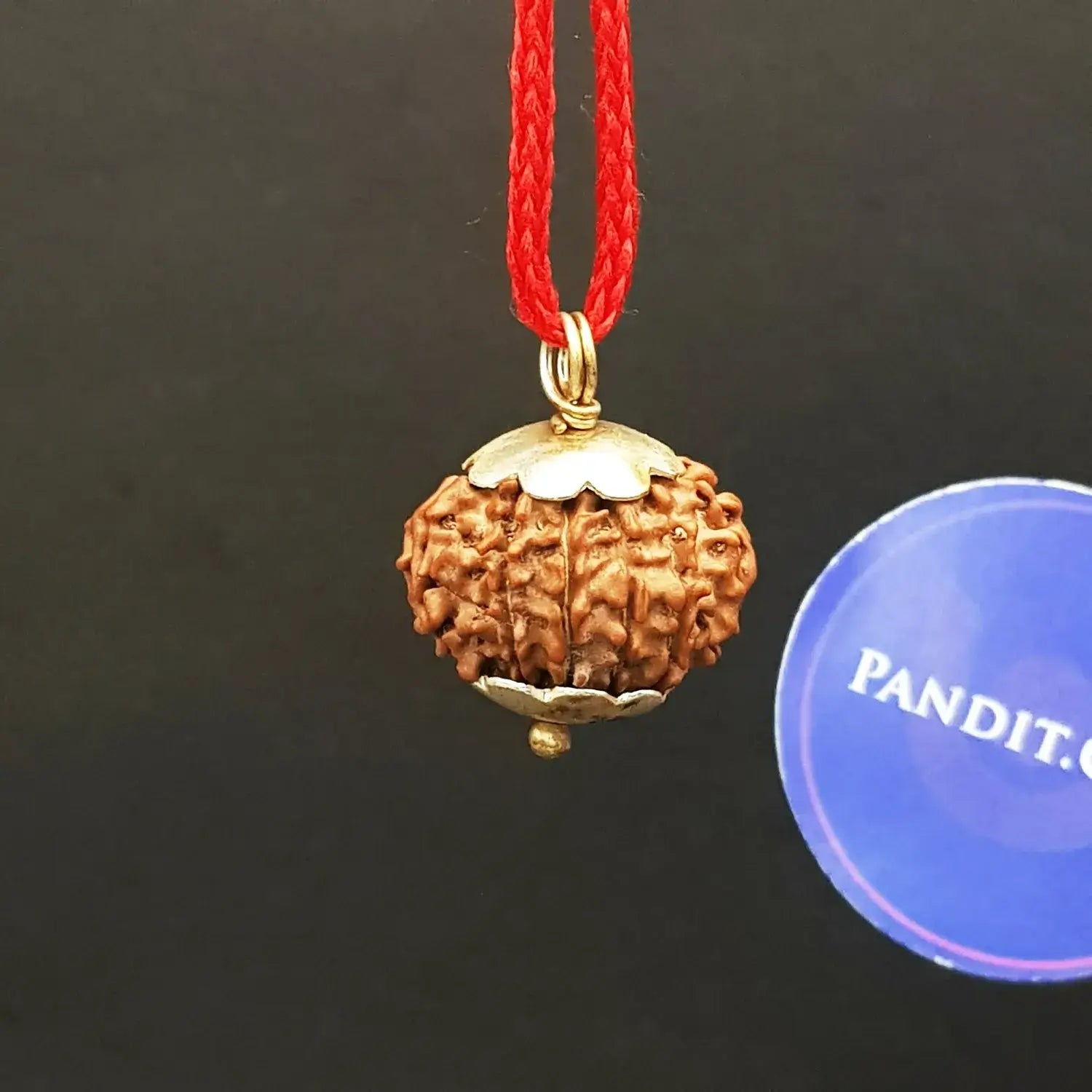 Eleven Mukhi Rudraksha Nepal