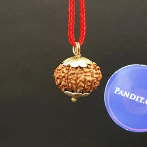 Eleven Mukhi Rudraksha Nepal