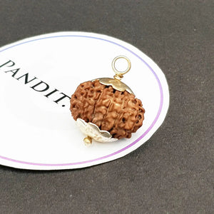 Eleven Mukhi Rudraksha Nepal