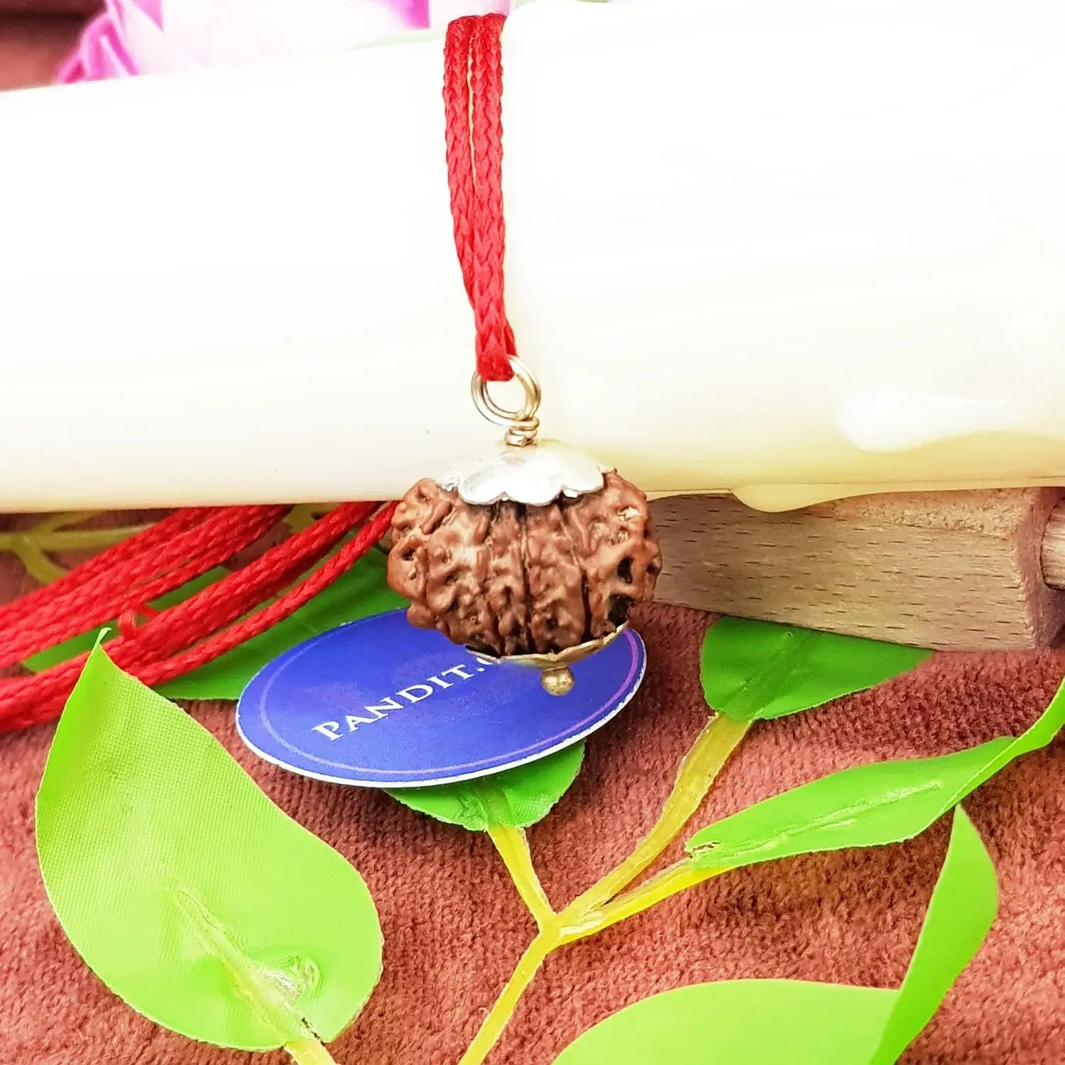 Eleven Mukhi Rudraksha Nepal