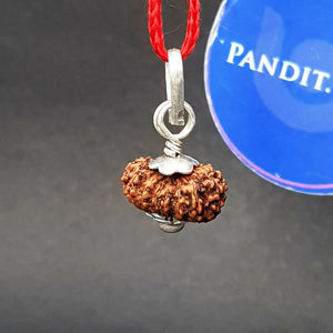 15 Mukhi Indonesia Rudraksha