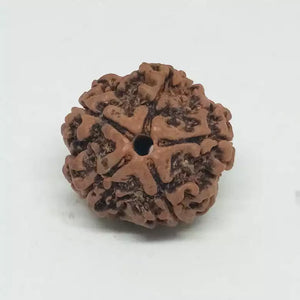 5 Faced Rudraksha - Nepal