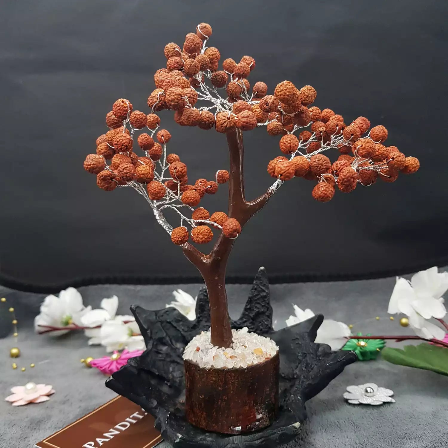 Five Mukhi indonesian Rudraksha Tree