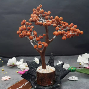 Five Mukhi indonesian Rudraksha Tree