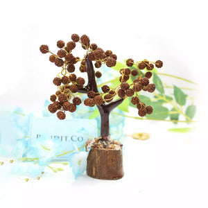 Five Mukhi indonesian Rudraksha Tree