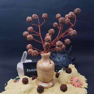 Five Mukhi Nepali Rudraksha Tree