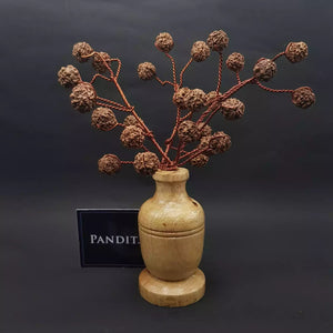 Five Mukhi Nepali Rudraksha Tree