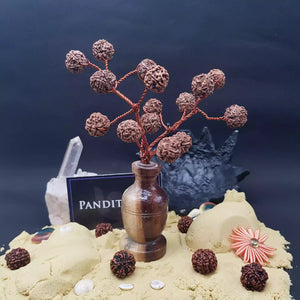 Five Mukhi Nepali Rudraksha Tree