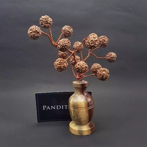Five Mukhi Nepali Rudraksha Tree