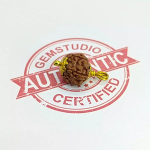 5 Mukhi Rudraksha – Indonesia