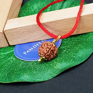 5 Mukhi Rudraksha Indonesia