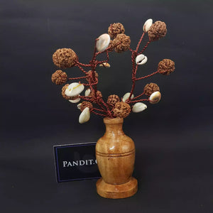 Five Mukhi Rudraksha Tree with Kaudi and Gomti Chakra