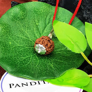 4 Faced Rudraksha - Nepal