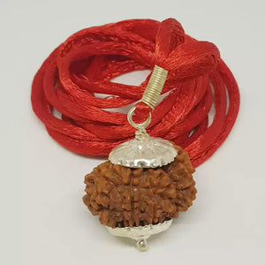 14 Faced Rudraksha - Nepal