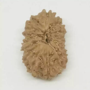 14 Faced Rudraksha - Nepal