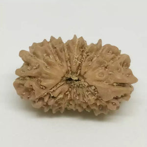 14 Faced Rudraksha - Nepal