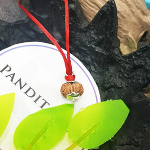 Fourteen Mukhi Indonesia Rudraksha