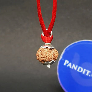 Fourteen Mukhi Indonesia Rudraksha