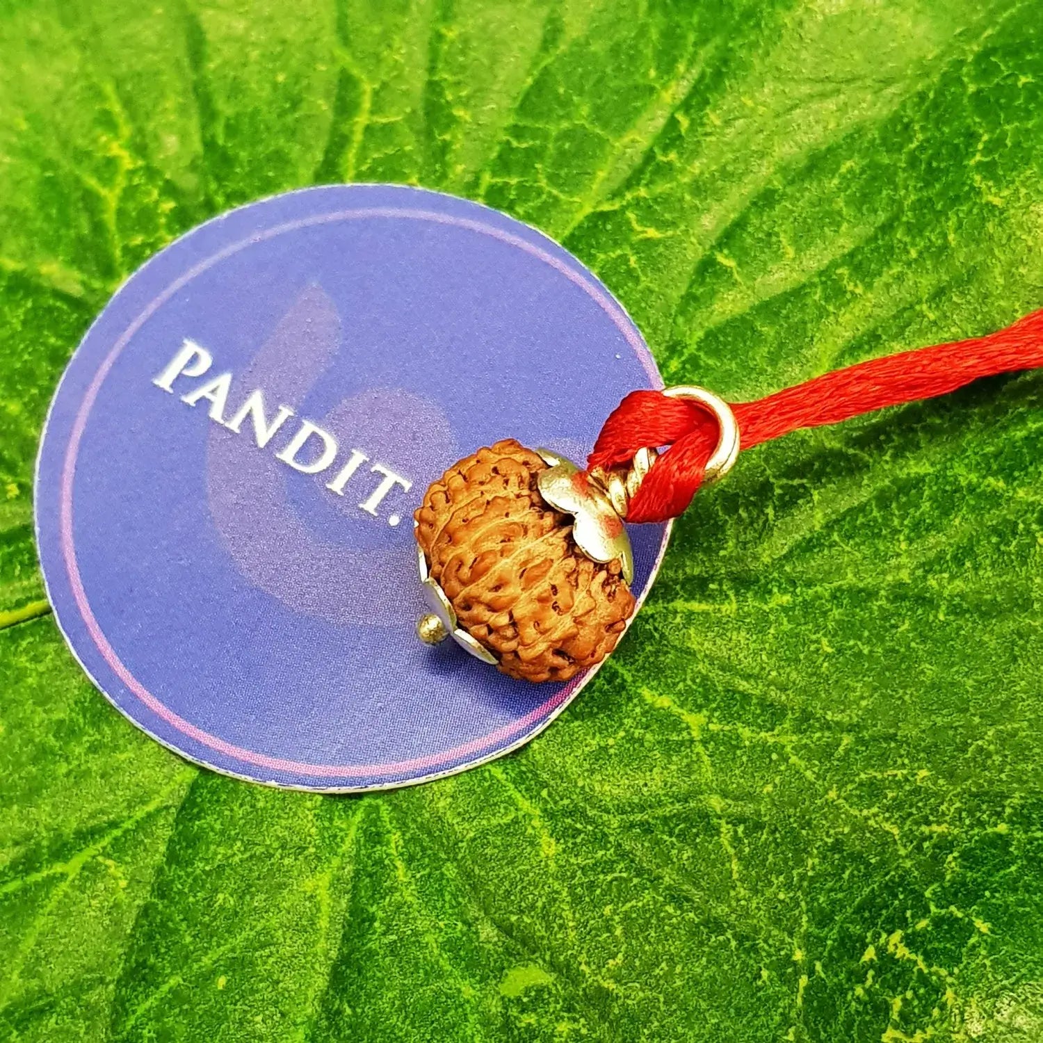 Fourteen Mukhi Rudraksha from Indonesia