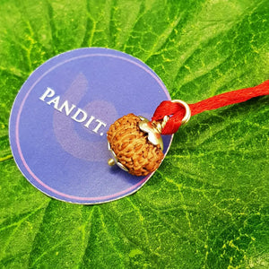 Fourteen Mukhi Rudraksha from Indonesia