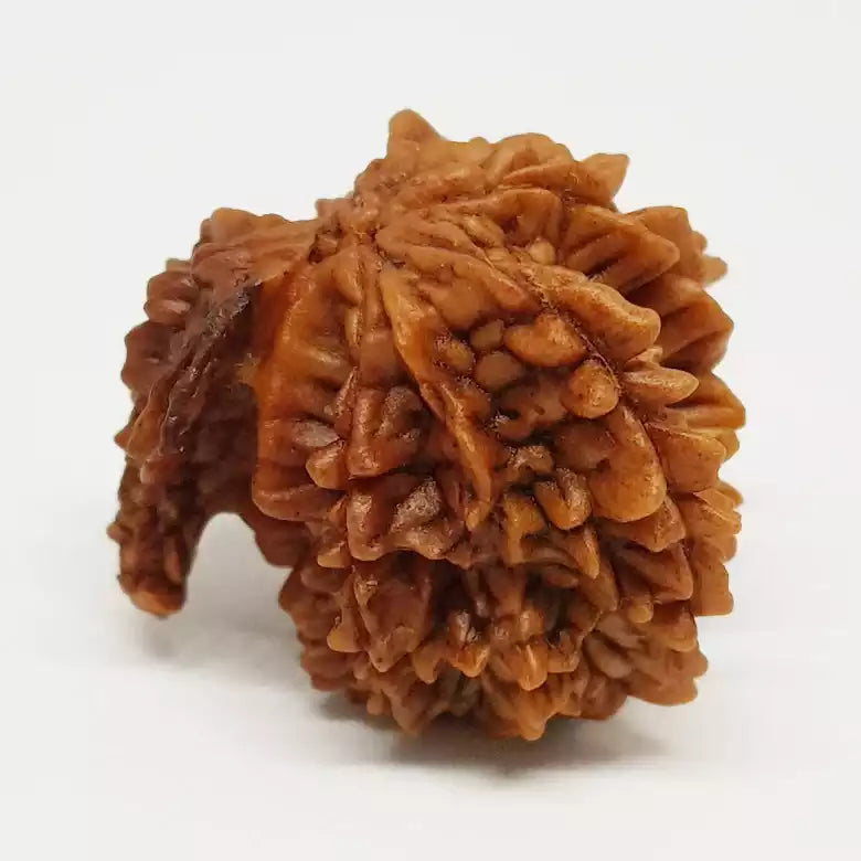 Gajraj Rudraksha β Basic