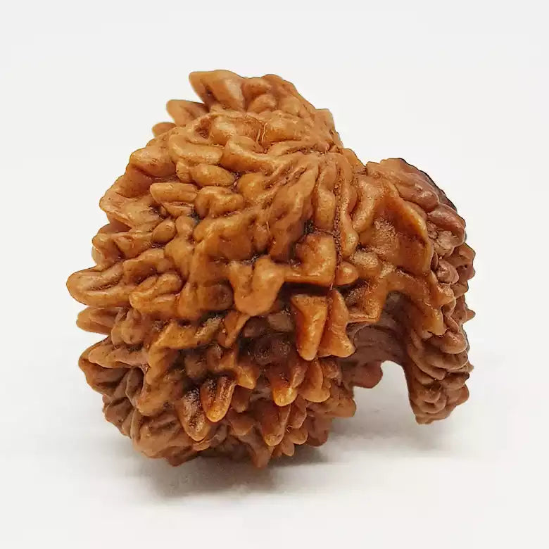 Gajraj Rudraksha β Basic