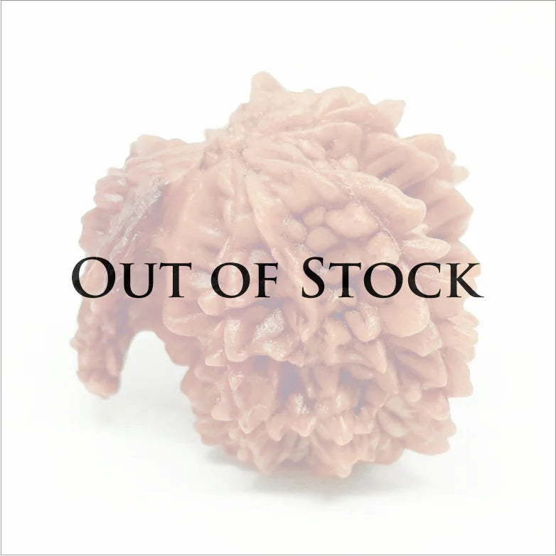 Gajraj Rudraksha β Premium Rare Rudraksha