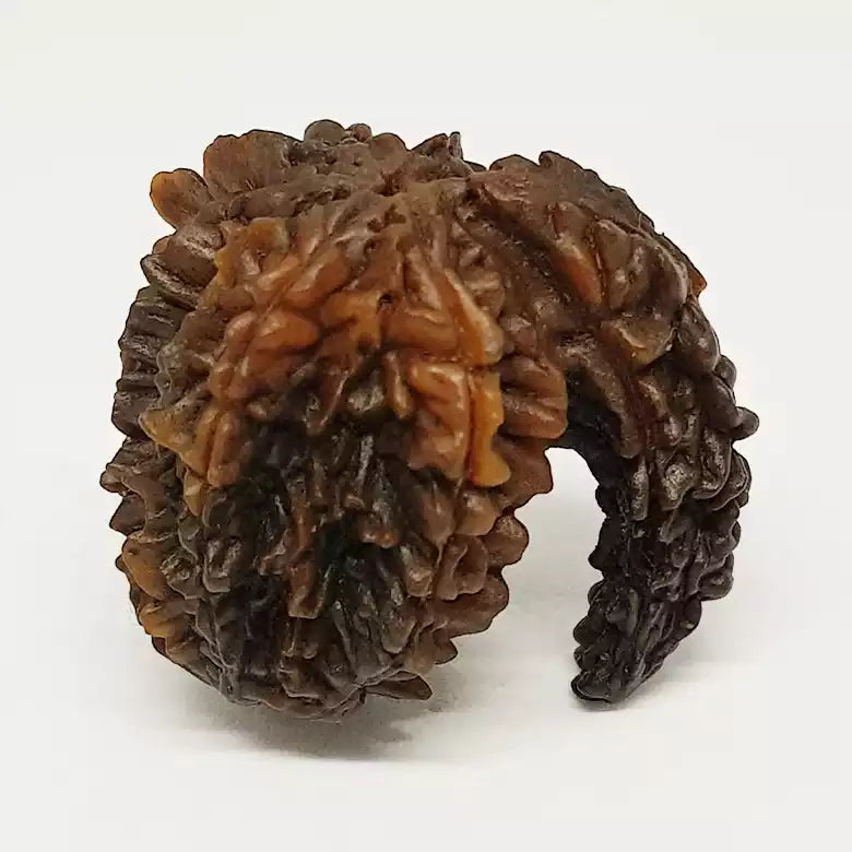 Gajraj Rudraksha β Regular