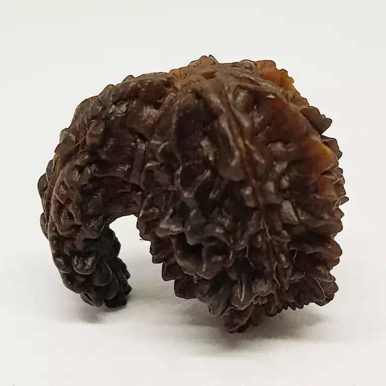 Gajraj Rudraksha β Regular