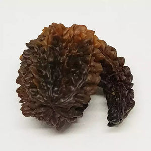 Gajraj Rudraksha – Regular