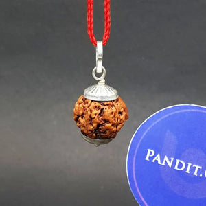 Ganesh Rudraksha - Nepal