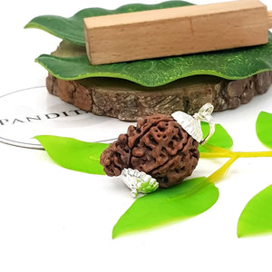 Ganesh Super Premium Rudraksha