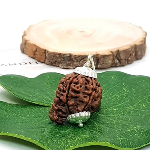 Ganesh Super Premium Rudraksha
