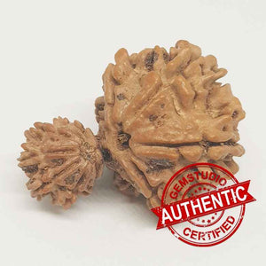 Gauri Ganesh Rudraksha – Nepal