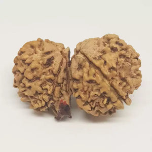 Gauri Shankar Ganesh Rudraksha - Nepal