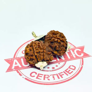 Gauri Shankar Premium Rare Rudraksha