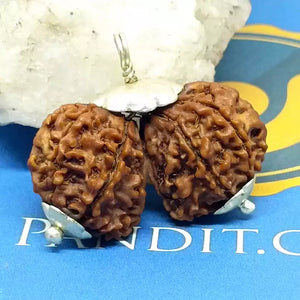 Gauri Shankar Premium Rare Rudraksha