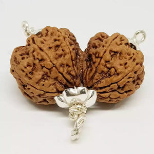 Gauri Shankar Premium Rare Rudraksha