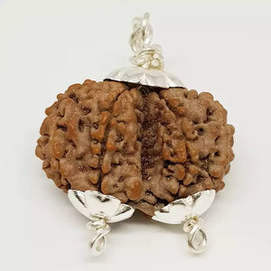 Gauri Shankar Premium Rare Rudraksha
