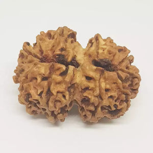 Gauri Shankar Premium Rare Rudraksha
