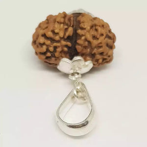Gauri Shankar Rudraksha - Indonesia