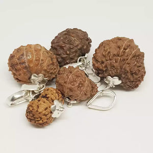 Gauri Shankar Rudraksha - Indonesia