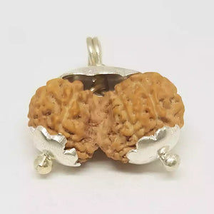 Gauri Shankar Rudraksha - Indonesia