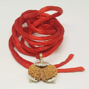 Gauri Shankar Rudraksha - Indonesia
