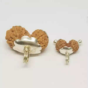 Gauri Shankar Rudraksha - Indonesia