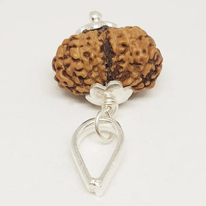Gauri Shankar Rudraksha - Indonesia