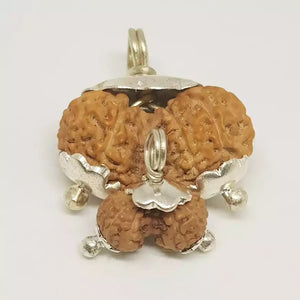 Gauri Shankar Rudraksha - Indonesia